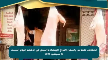انخفاض ملموس بأسعار الفراخ البيضاء والبلدي في الأقصر اليوم السبت 13 سبتمبر 2025